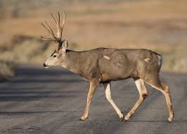Why Did The Buck Cross The Road?