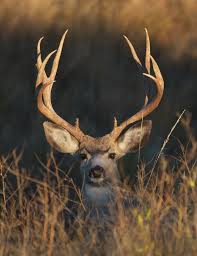 Someone Say Buck?