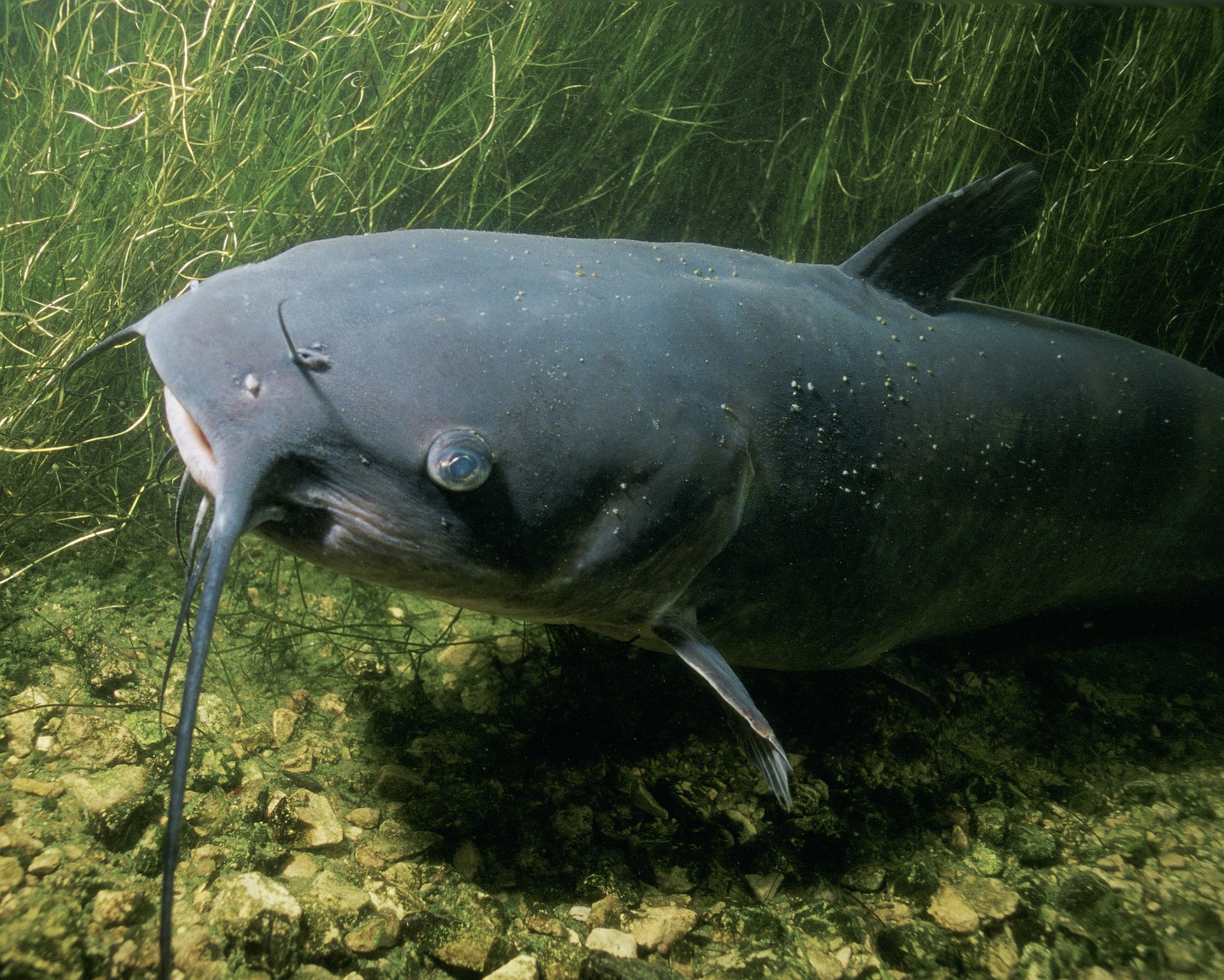 Buck Knives for #CatfishMonth